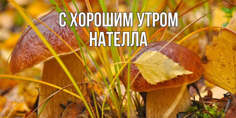 Открытка на каждый день с именем, Нателла С хорошим утром осенние грибы Прикольная открытка с пожеланием онлайн скачать бесплатно 