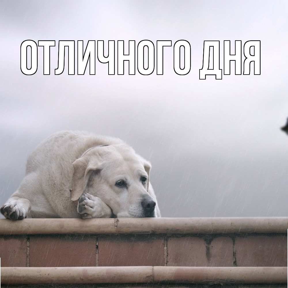 Открытка на каждый день с именем, Леся Скучашки ждет Прикольная открытка с пожеланием онлайн скачать бесплатно 