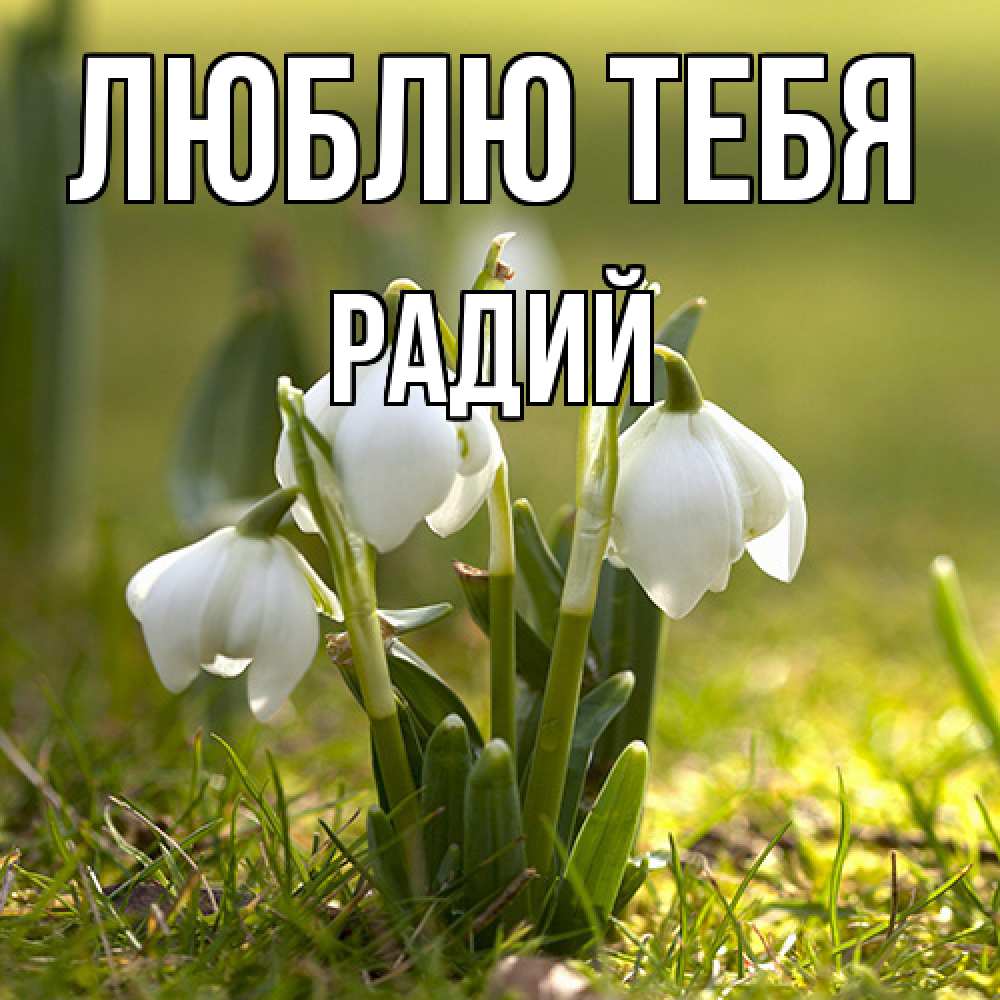 Открытка на каждый день с именем, Радий Люблю тебя ранние цветы 2 Прикольная открытка с пожеланием онлайн скачать бесплатно 