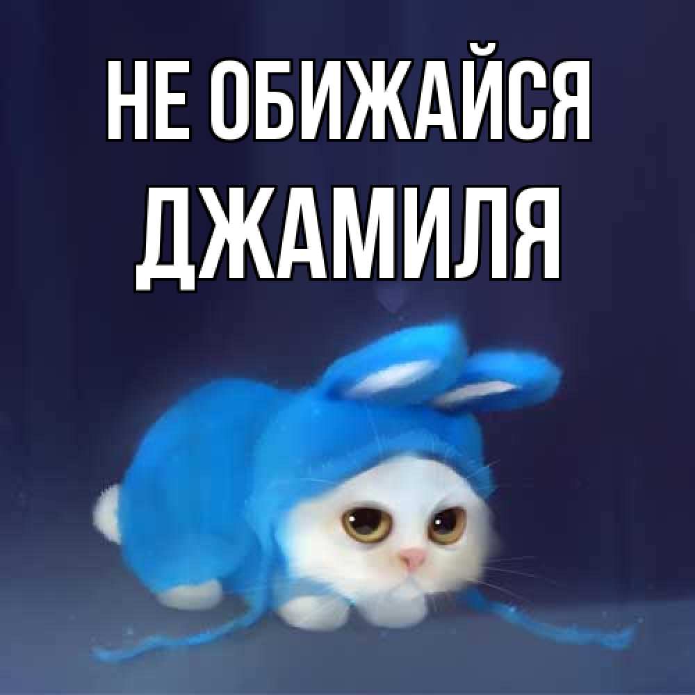 Открытка на каждый день с именем, Джамиля Не обижайся невинный котозай просит прощения Прикольная открытка с пожеланием онлайн скачать бесплатно 