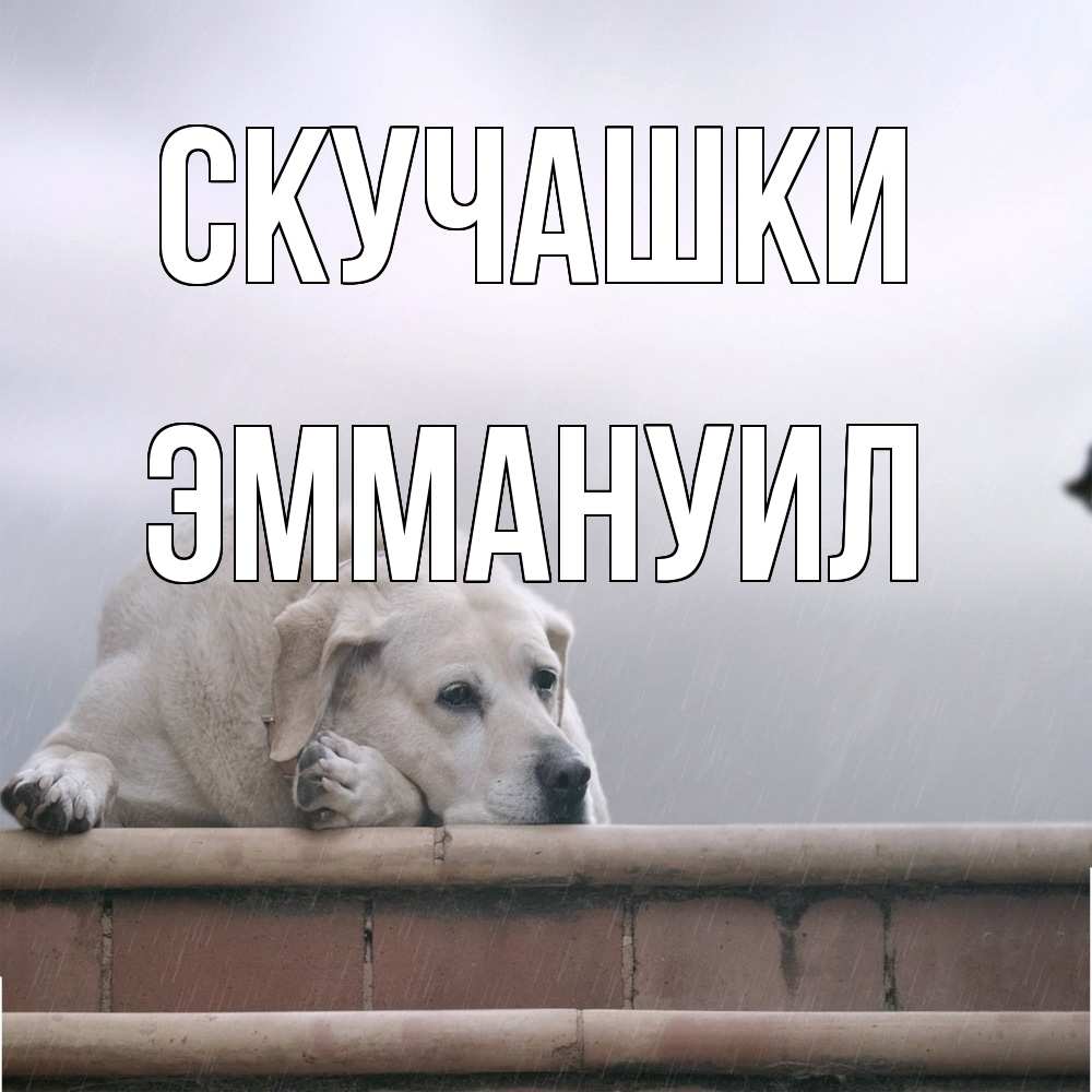 Открытка на каждый день с именем, Эммануил Скучашки ждет Прикольная открытка с пожеланием онлайн скачать бесплатно 