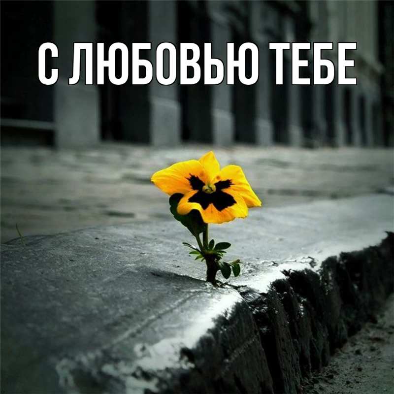 Открытка с именем, Наиля, Скучашки