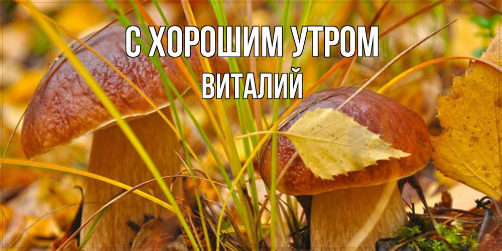 Открытка на каждый день с именем, Виталий С хорошим утром осенние грибы Прикольная открытка с пожеланием онлайн скачать бесплатно 