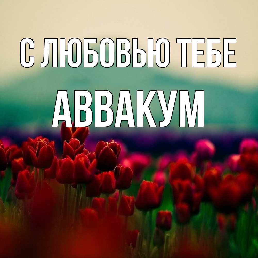 Открытка на каждый день с именем, Аввакум С любовью тебе тюльпаны 4 Прикольная открытка с пожеланием онлайн скачать бесплатно 
