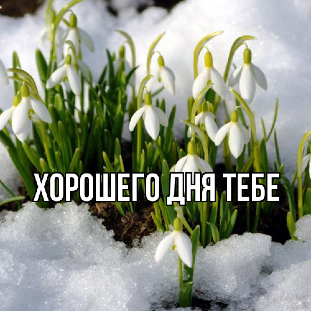 Открытка на каждый день с именем, Гастон Люблю тебя цветы весенние Прикольная открытка с пожеланием онлайн скачать бесплатно 