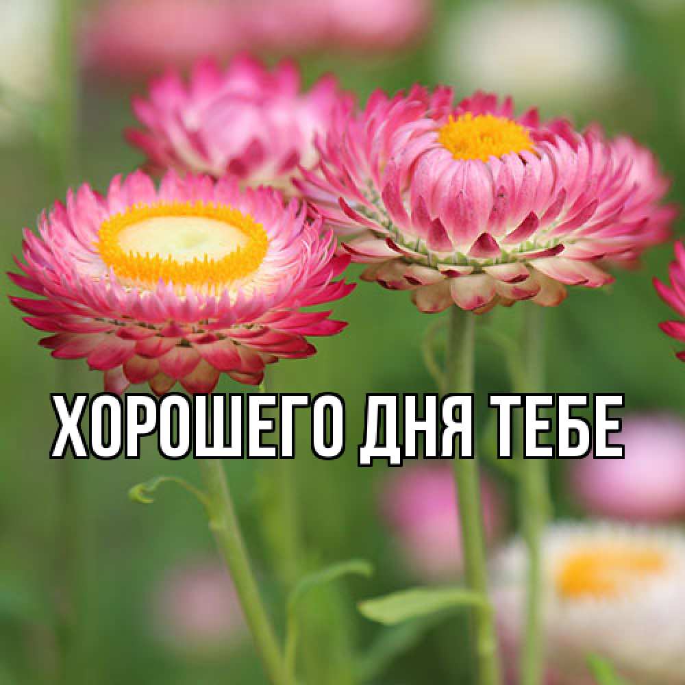 Открытка на каждый день с именем, Измаил Люблю тебя подарок на международный женский день Прикольная открытка с пожеланием онлайн скачать бесплатно 