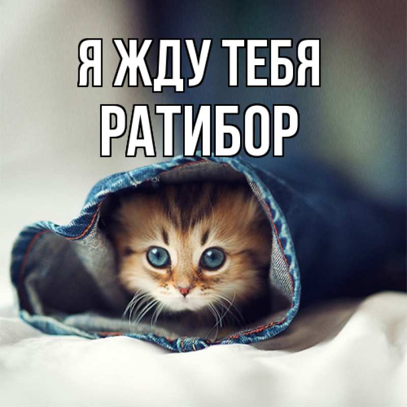 Картинка Я жду тебя, Ратибор