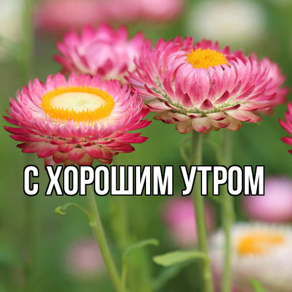 Открытка на каждый день с именем, Юния Люблю тебя подарок на международный женский день Прикольная открытка с пожеланием онлайн скачать бесплатно 