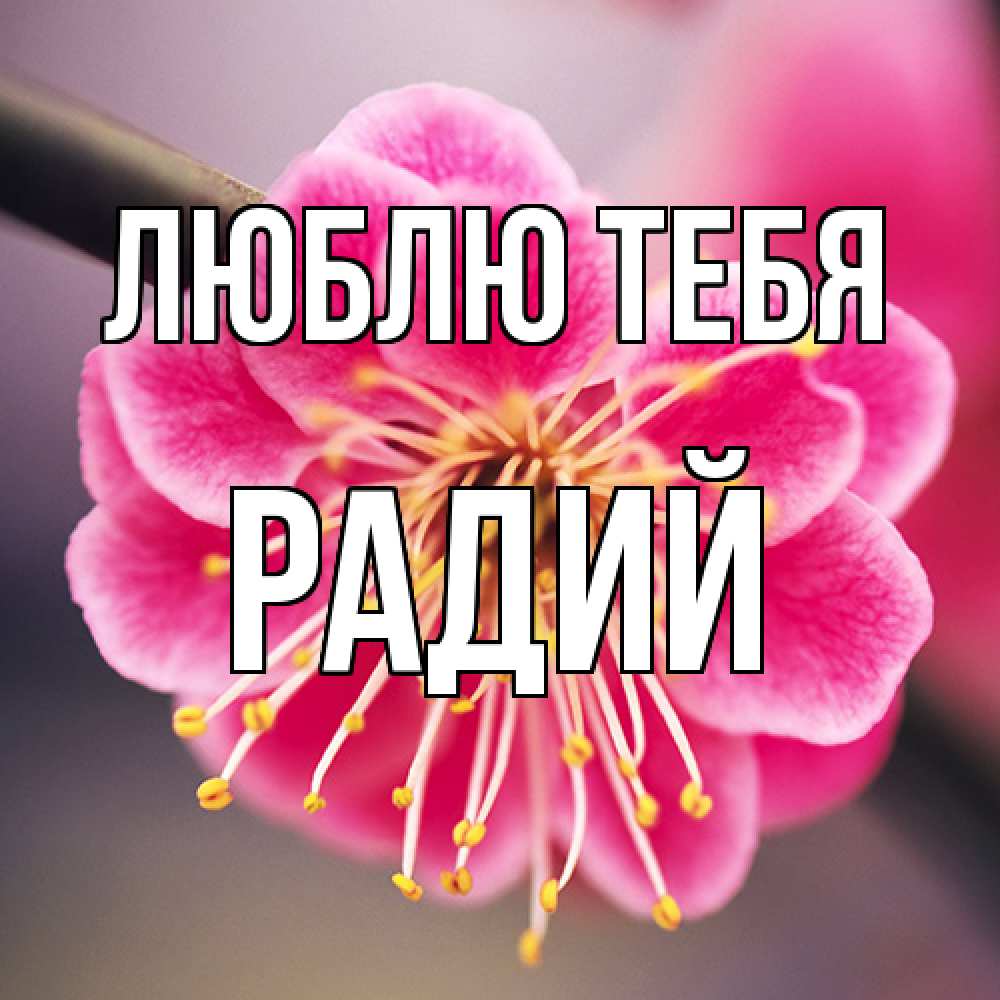 Открытка на каждый день с именем, Радий Люблю тебя цветы Прикольная открытка с пожеланием онлайн скачать бесплатно 