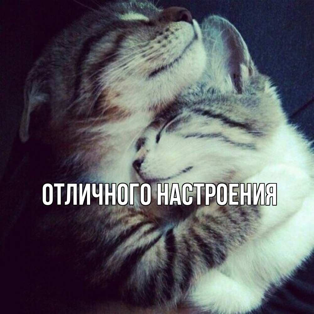 Открытка на каждый день с именем, Владислава Обнимашки полосатики Прикольная открытка с пожеланием онлайн скачать бесплатно 