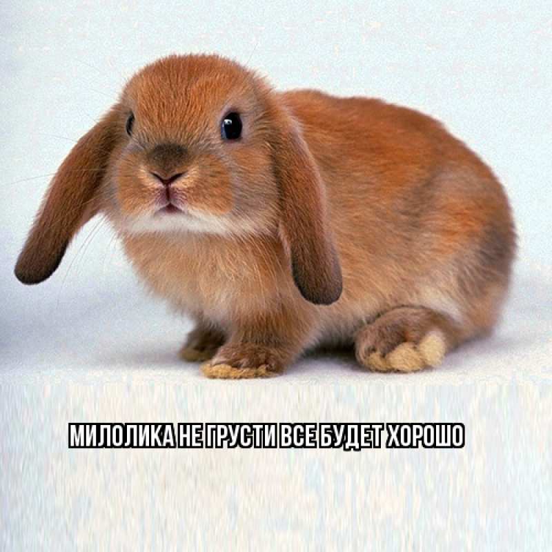 Картинка Не грусти, все будет хорошо, Милолика