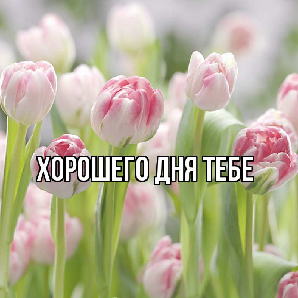 Открытка на каждый день с именем, Измаил Люблю тебя цветы Прикольная открытка с пожеланием онлайн скачать бесплатно 