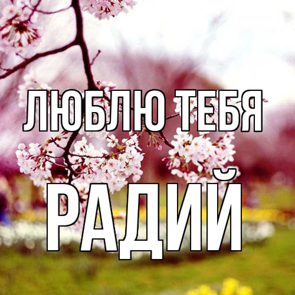 Открытка на каждый день с именем, Радий Люблю тебя яблоня Прикольная открытка с пожеланием онлайн скачать бесплатно 