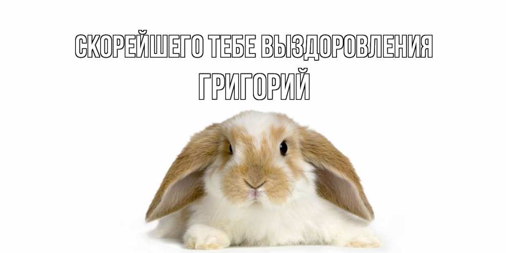 Открытка на каждый день с именем, Григорий Скорейшего тебе выздоровления вислоухий кролик белого и коричневого цвета Прикольная открытка с пожеланием онлайн скачать бесплатно 