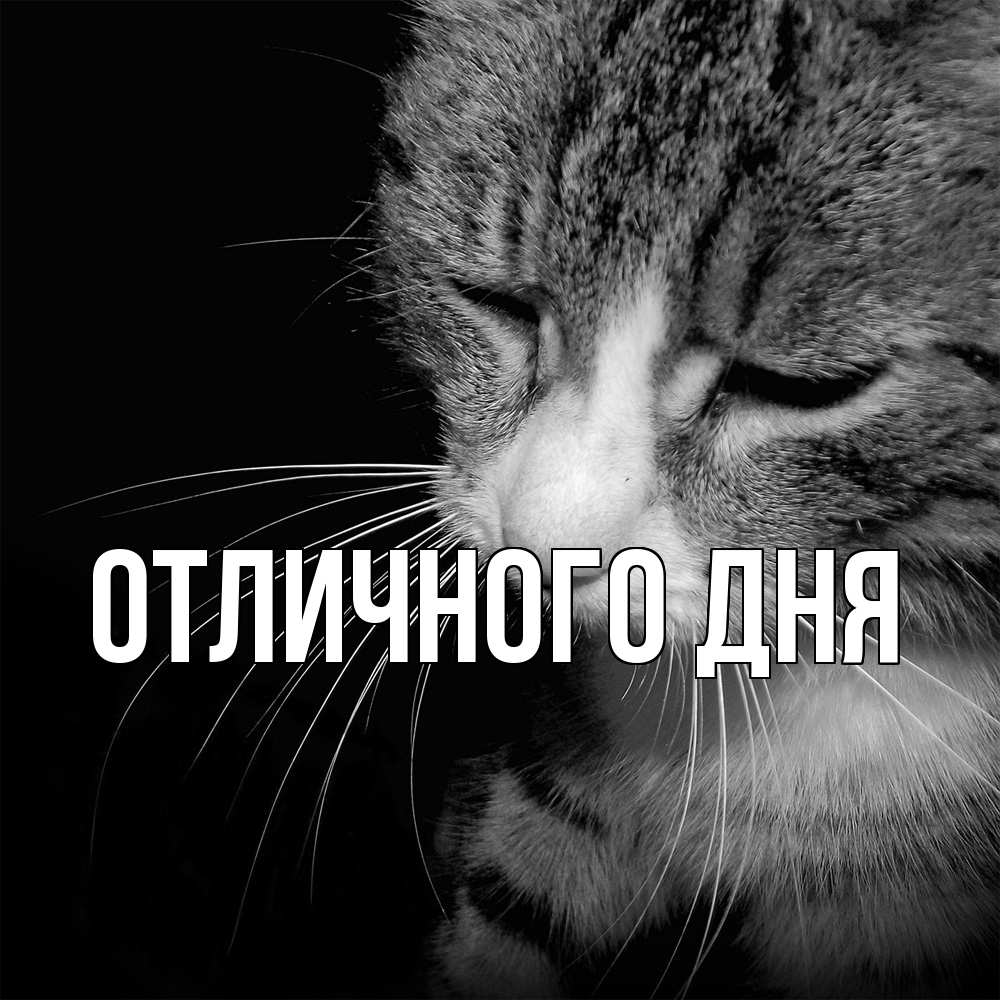 Открытка на каждый день с именем, Леся Скучашки мне скучно Прикольная открытка с пожеланием онлайн скачать бесплатно 