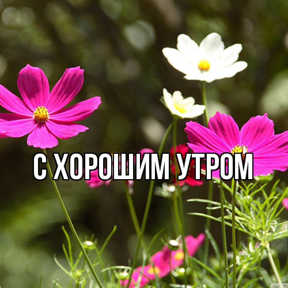 Открытка на каждый день с именем, Иван Люблю тебя цветы Прикольная открытка с пожеланием онлайн скачать бесплатно 