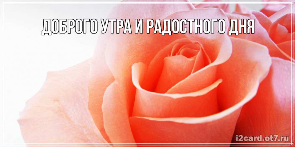 Открытка на каждый день с именем, Шерлок С днем всех влюбленных открытка на день Святого Валентина с розовой розой Прикольная открытка с пожеланием онлайн скачать бесплатно 