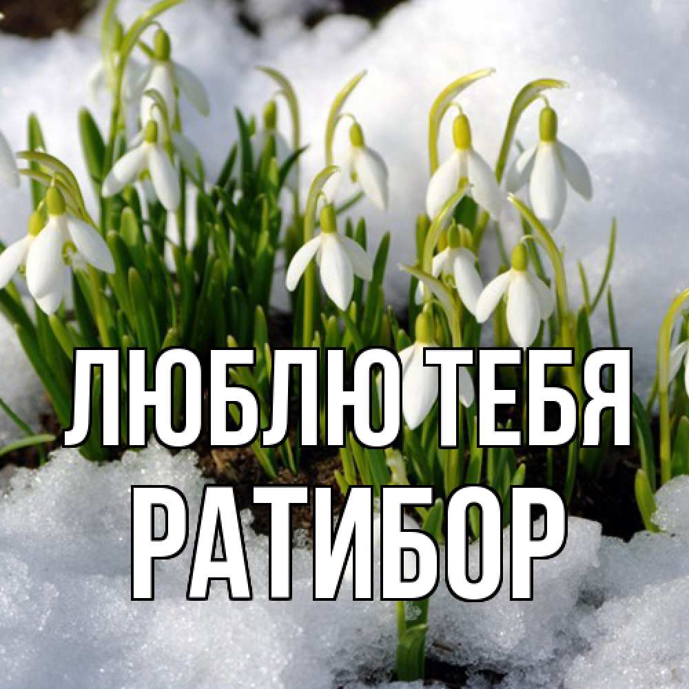 Открытка на каждый день с именем, Ратибор Люблю тебя цветы весенние Прикольная открытка с пожеланием онлайн скачать бесплатно 