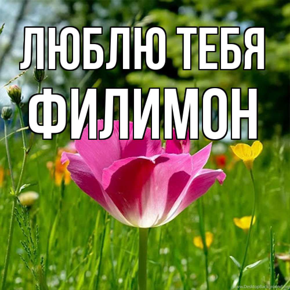 Открытка на каждый день с именем, Филимон Люблю тебя полевые цветы Прикольная открытка с пожеланием онлайн скачать бесплатно 