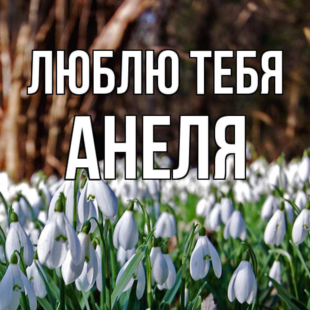 Открытка на каждый день с именем, Анеля Люблю тебя с подснежниками 1 Прикольная открытка с пожеланием онлайн скачать бесплатно 