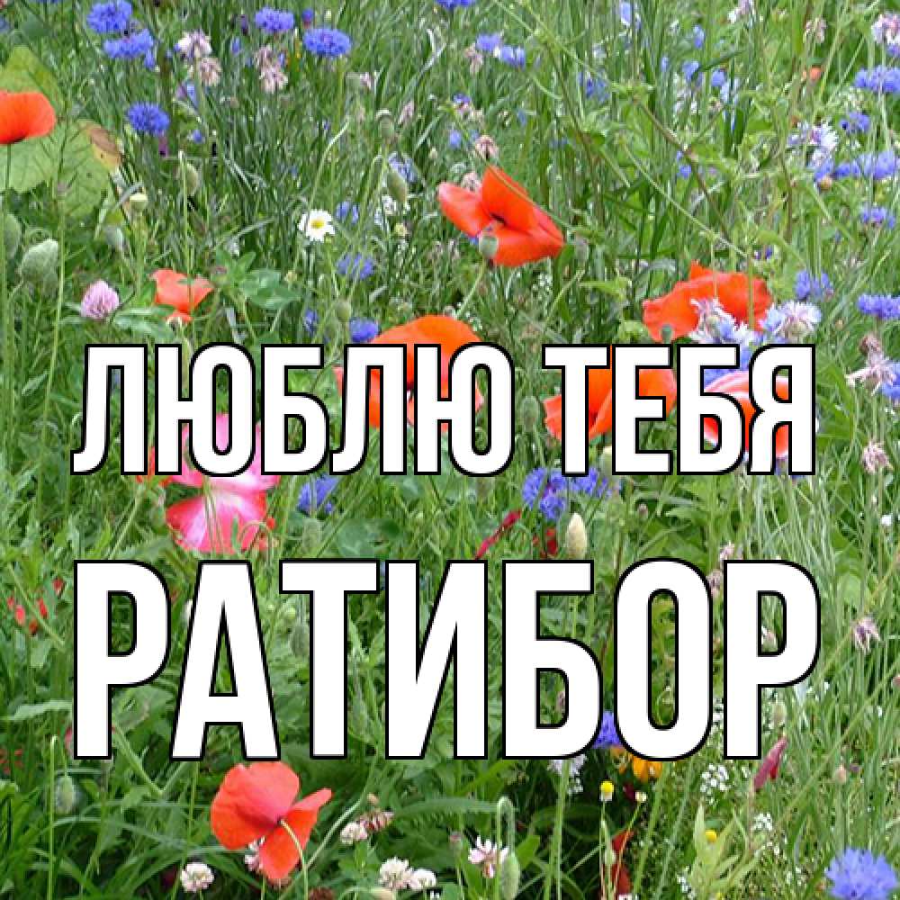 Открытка на каждый день с именем, Ратибор Люблю тебя международный женский день 4 Прикольная открытка с пожеланием онлайн скачать бесплатно 