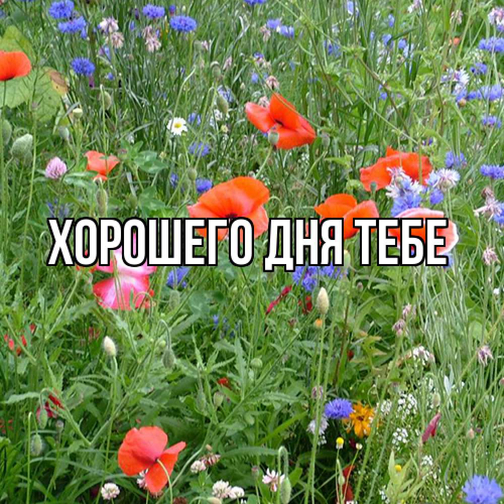 Открытка на каждый день с именем, Измаил Люблю тебя международный женский день 4 Прикольная открытка с пожеланием онлайн скачать бесплатно 