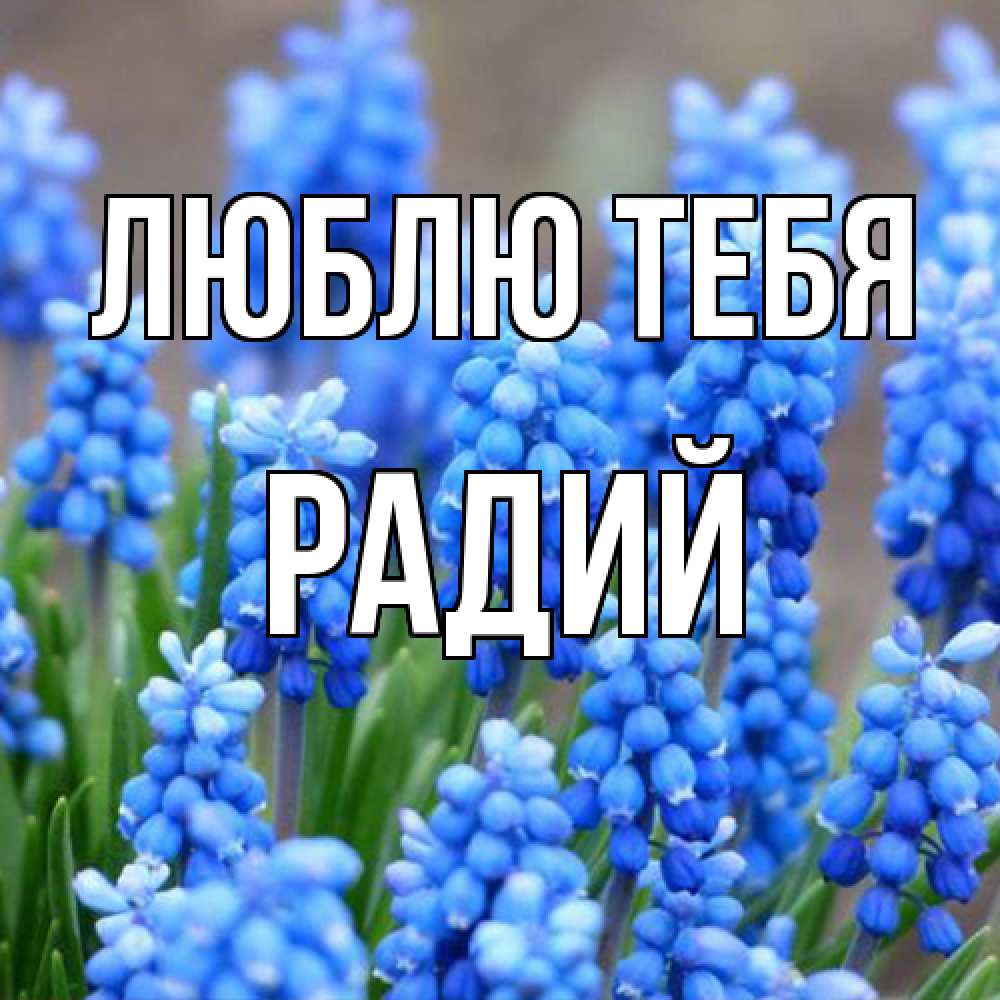 Открытка на каждый день с именем, Радий Люблю тебя Поздравительная открытка для женщин с цветами на праздничную дату Прикольная открытка с пожеланием онлайн скачать бесплатно 