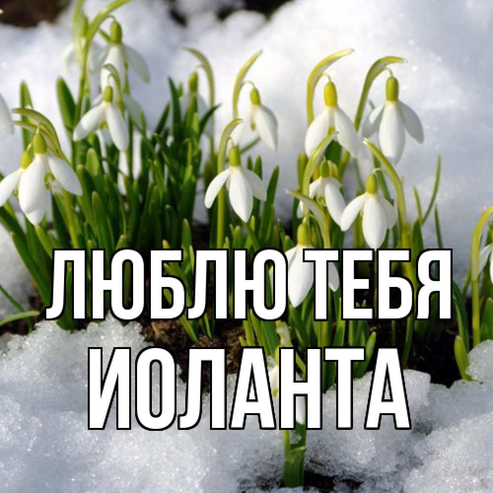 Открытка на каждый день с именем, Иоланта Люблю тебя цветы весенние Прикольная открытка с пожеланием онлайн скачать бесплатно 