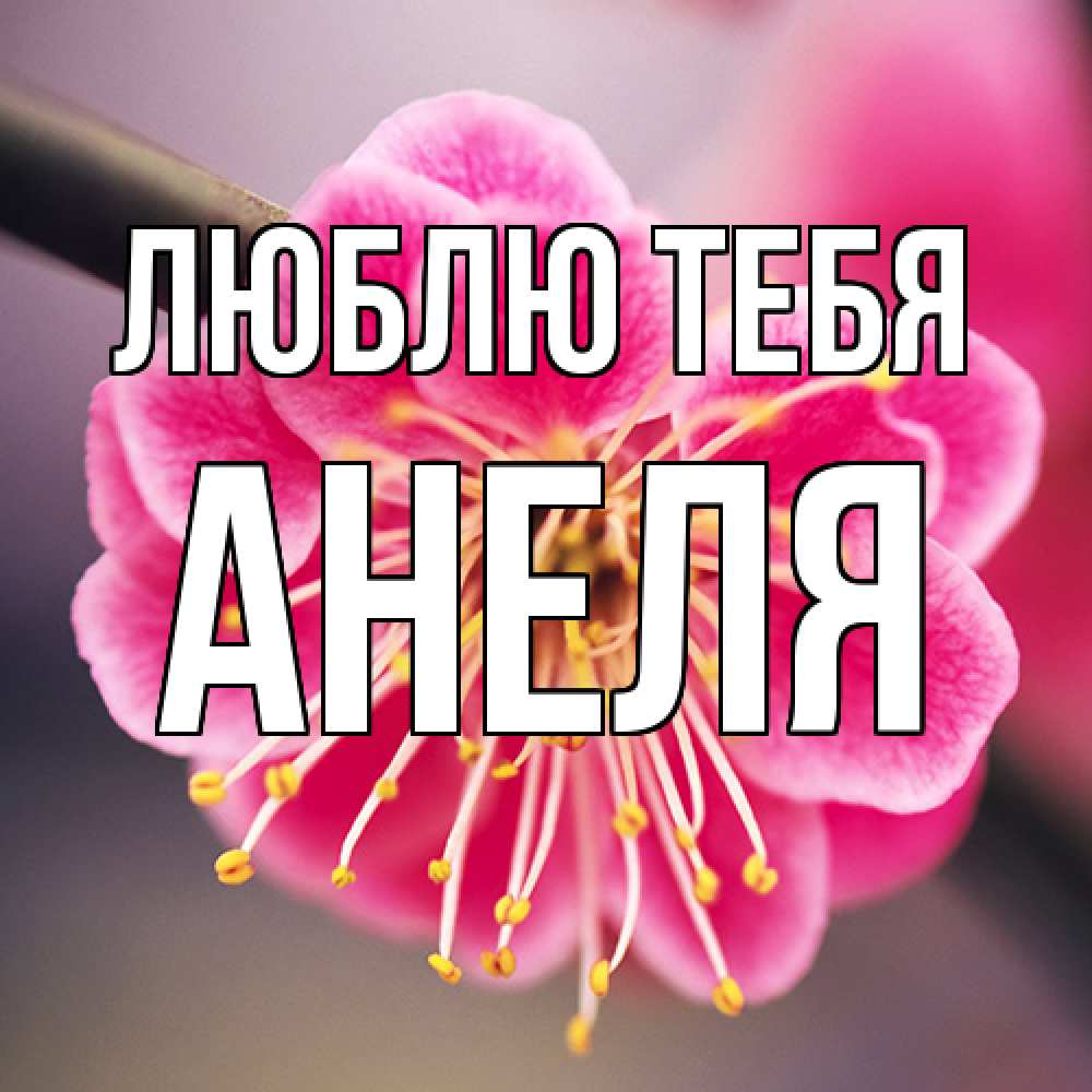 Открытка на каждый день с именем, Анеля Люблю тебя цветы Прикольная открытка с пожеланием онлайн скачать бесплатно 