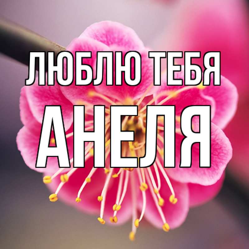 Картинка Люблю тебя, Анеля