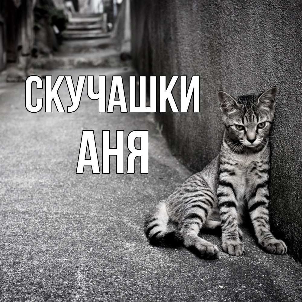Открытка на каждый день с именем, Аня Скучашки одиноко котику Прикольная открытка с пожеланием онлайн скачать бесплатно 