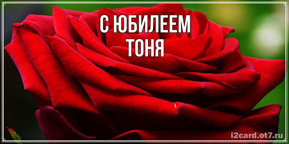 Открытка на каждый день с именем, Тоня C юбилеем розочка очень красивая Прикольная открытка с пожеланием онлайн скачать бесплатно 