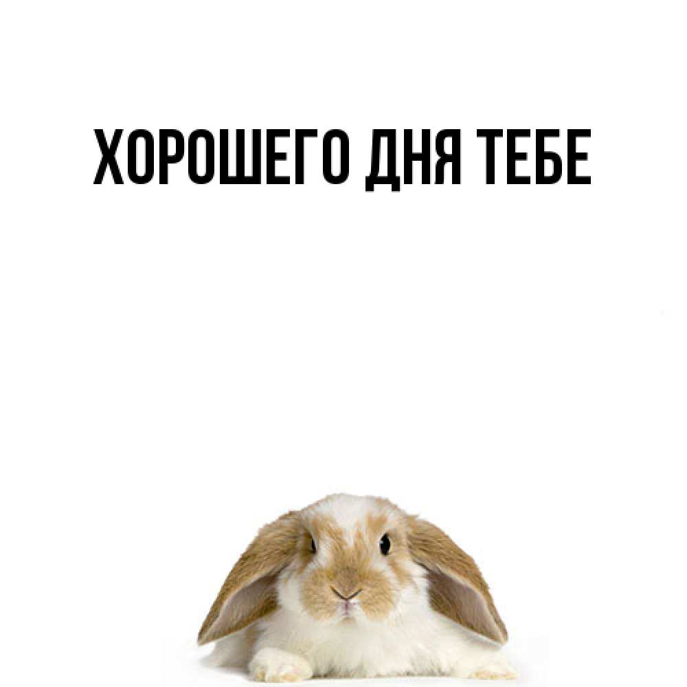 Открытка на каждый день с именем, Айгуль Удачи тебе открытки с произвольным текстом который можно вставить в открытку и создать ее самостоятельно бесплатно онлайн Прикольная открытка с пожеланием онлайн скачать бесплатно 