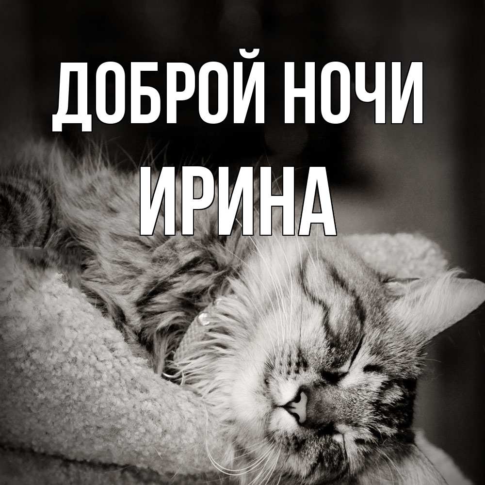 Открытка на каждый день с именем, Ирина Доброй ночи котярик пушистый Прикольная открытка с пожеланием онлайн скачать бесплатно 