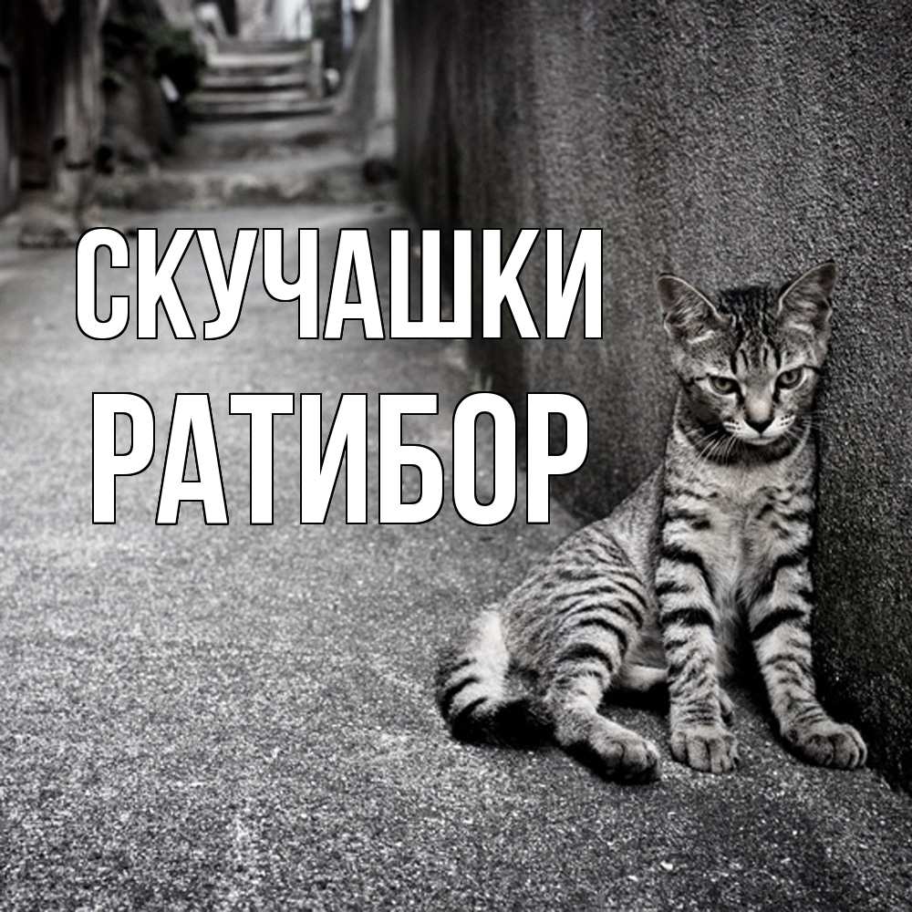 Открытка на каждый день с именем, Ратибор Скучашки одиноко котику Прикольная открытка с пожеланием онлайн скачать бесплатно 