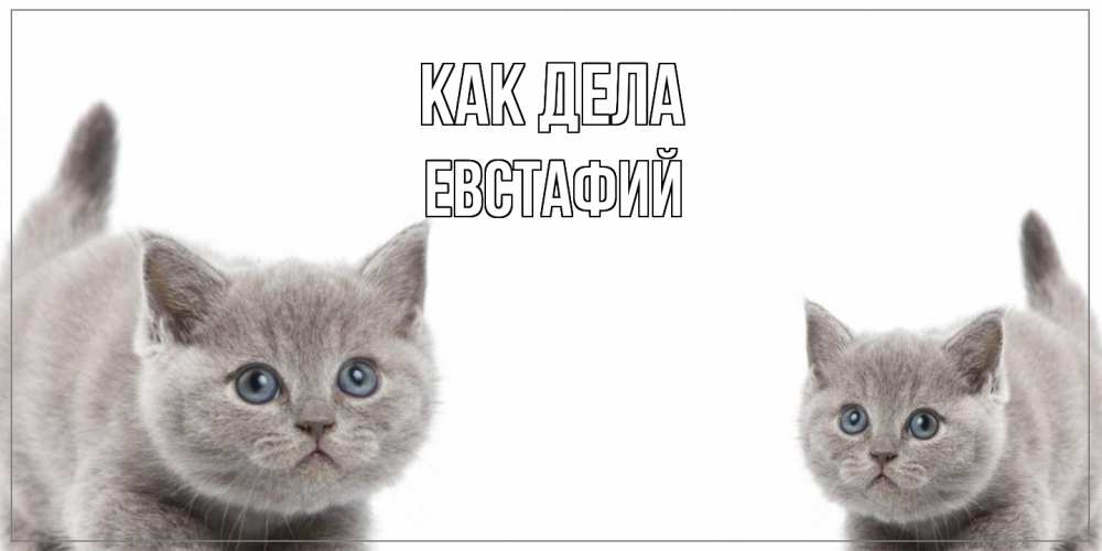 Открытка на каждый день с именем, Евстафий Как дела коты Прикольная открытка с пожеланием онлайн скачать бесплатно 