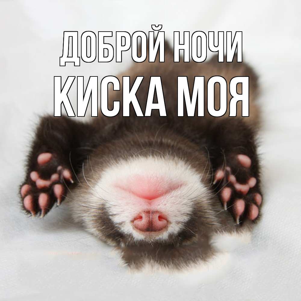 Открытка на каждый день с именем, Киска-моя Доброй ночи зверек Прикольная открытка с пожеланием онлайн скачать бесплатно 