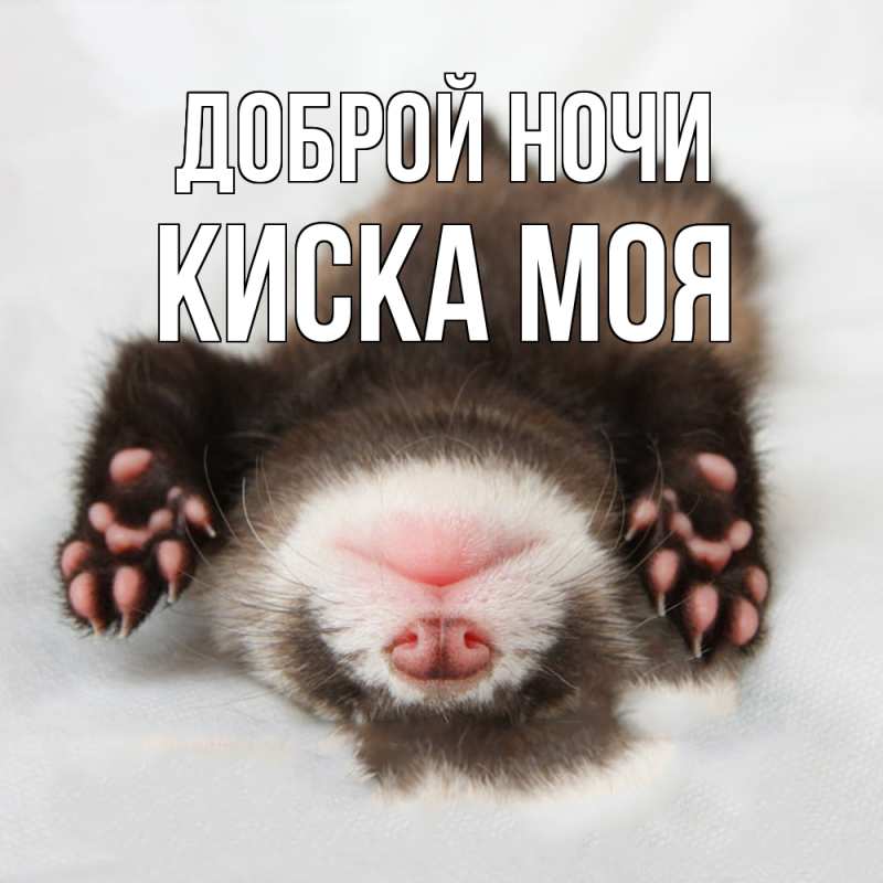 Картинка Доброй ночи, Киска моя