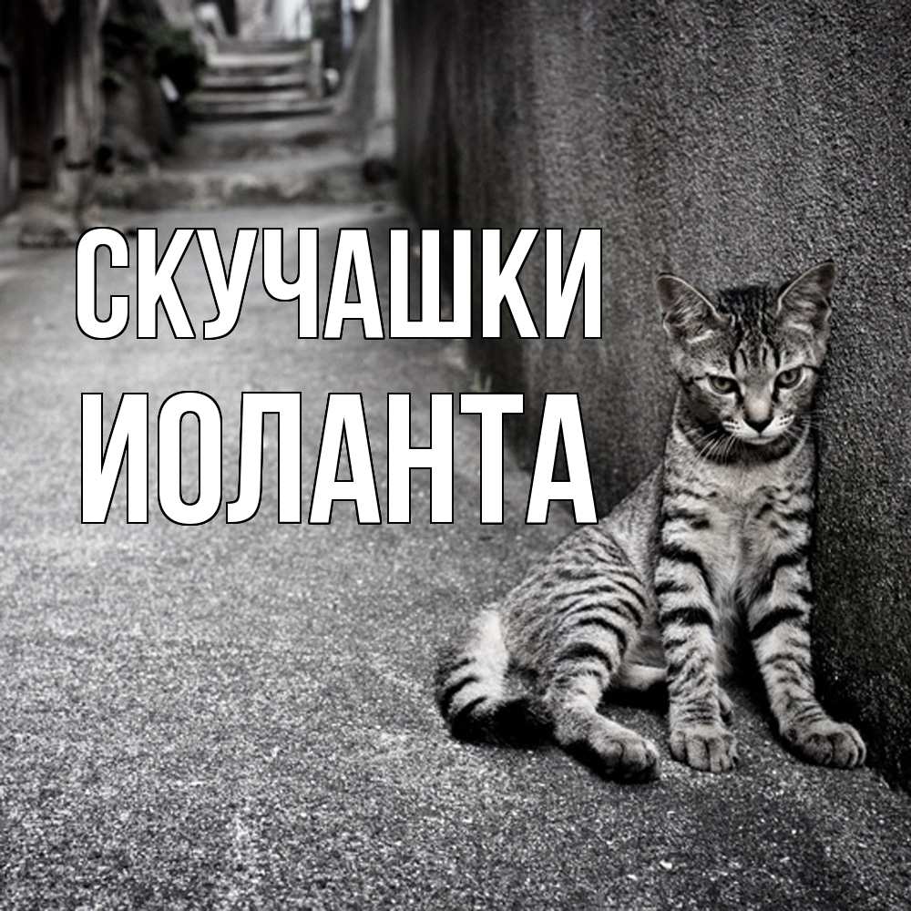 Открытка на каждый день с именем, Иоланта Скучашки одиноко котику Прикольная открытка с пожеланием онлайн скачать бесплатно 