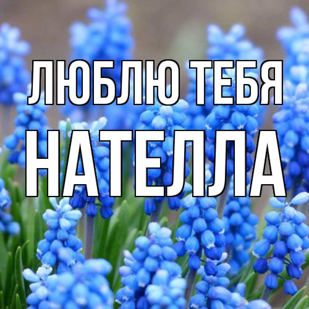 Открытка на каждый день с именем, Нателла Люблю тебя Поздравительная открытка для женщин с цветами на праздничную дату Прикольная открытка с пожеланием онлайн скачать бесплатно 