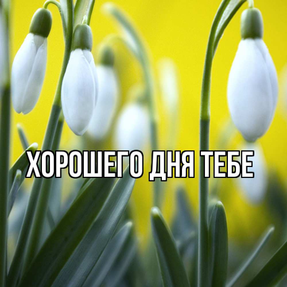 Открытка на каждый день с именем, Гастон Люблю тебя весенние цветы Прикольная открытка с пожеланием онлайн скачать бесплатно 