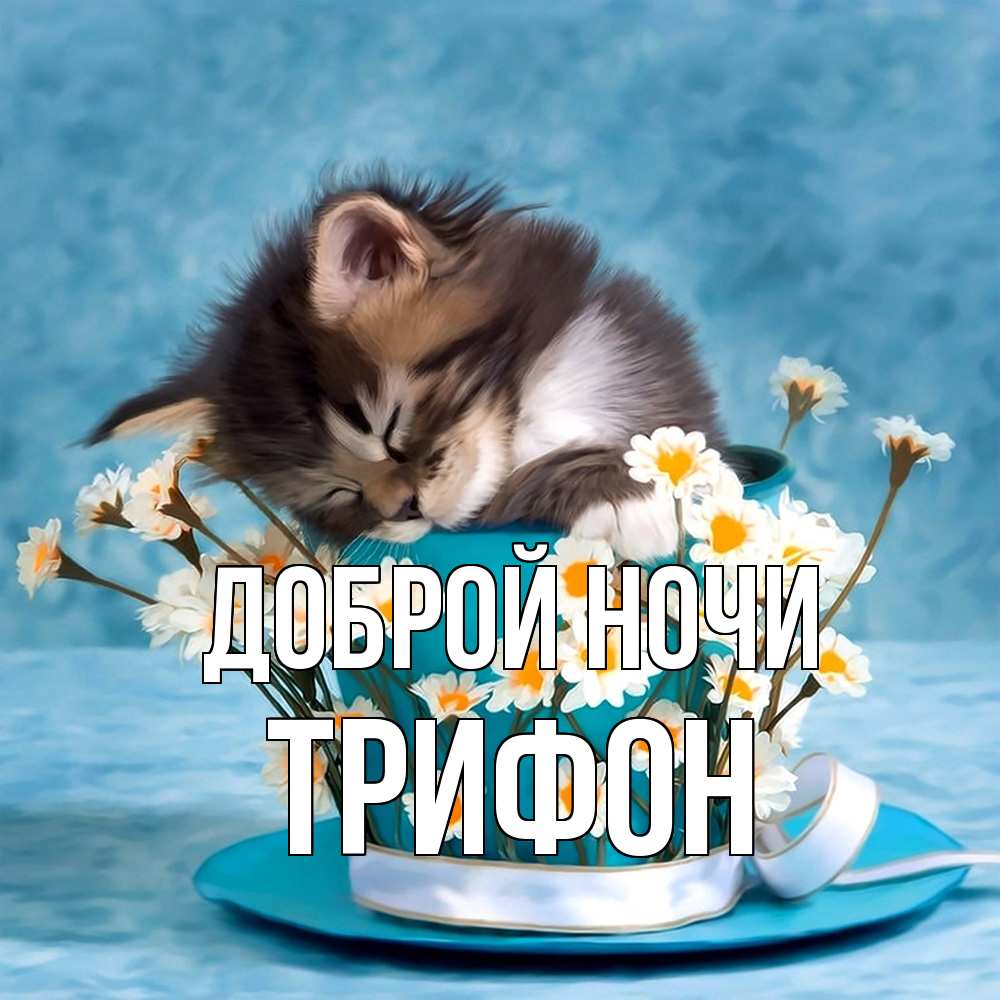 Открытка на каждый день с именем, Трифон Доброй ночи котенок спит в кружке с блюдцем Прикольная открытка с пожеланием онлайн скачать бесплатно 