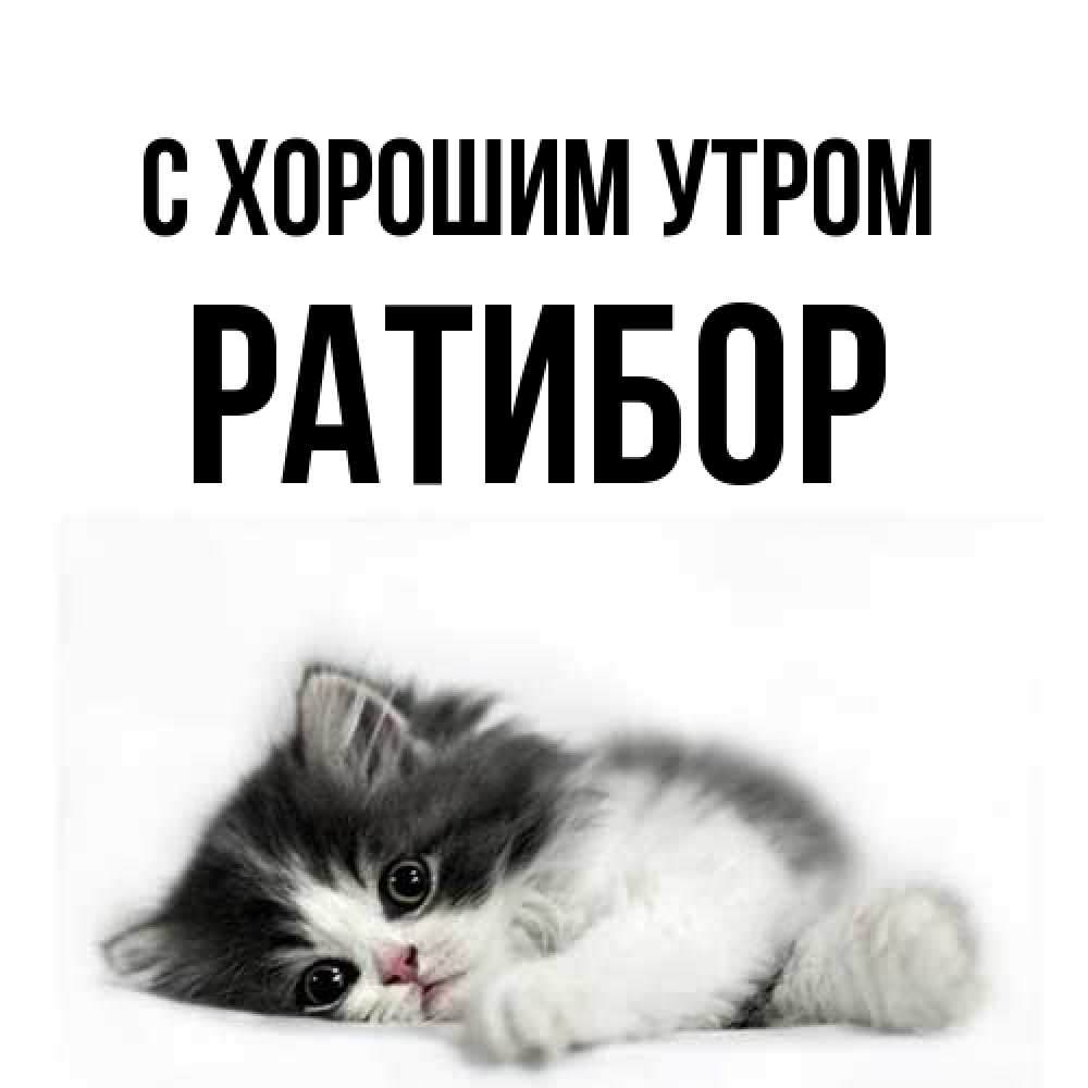 Открытка на каждый день с именем, Ратибор С хорошим утром кот лапки Прикольная открытка с пожеланием онлайн скачать бесплатно 