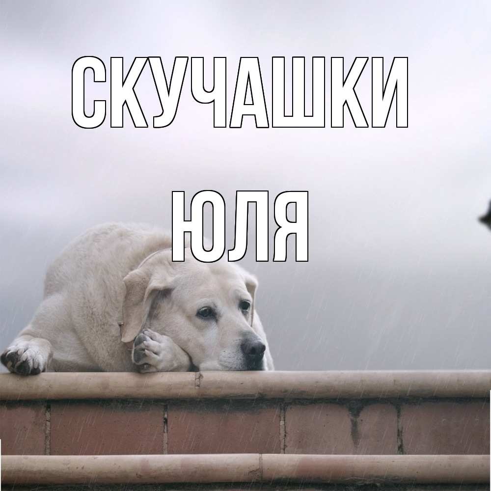 Открытка на каждый день с именем, Юля Скучашки ждет Прикольная открытка с пожеланием онлайн скачать бесплатно 