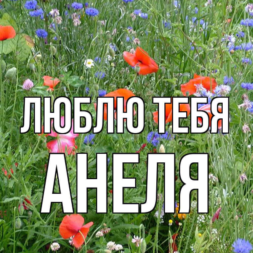 Открытка на каждый день с именем, Анеля Люблю тебя международный женский день 4 Прикольная открытка с пожеланием онлайн скачать бесплатно 