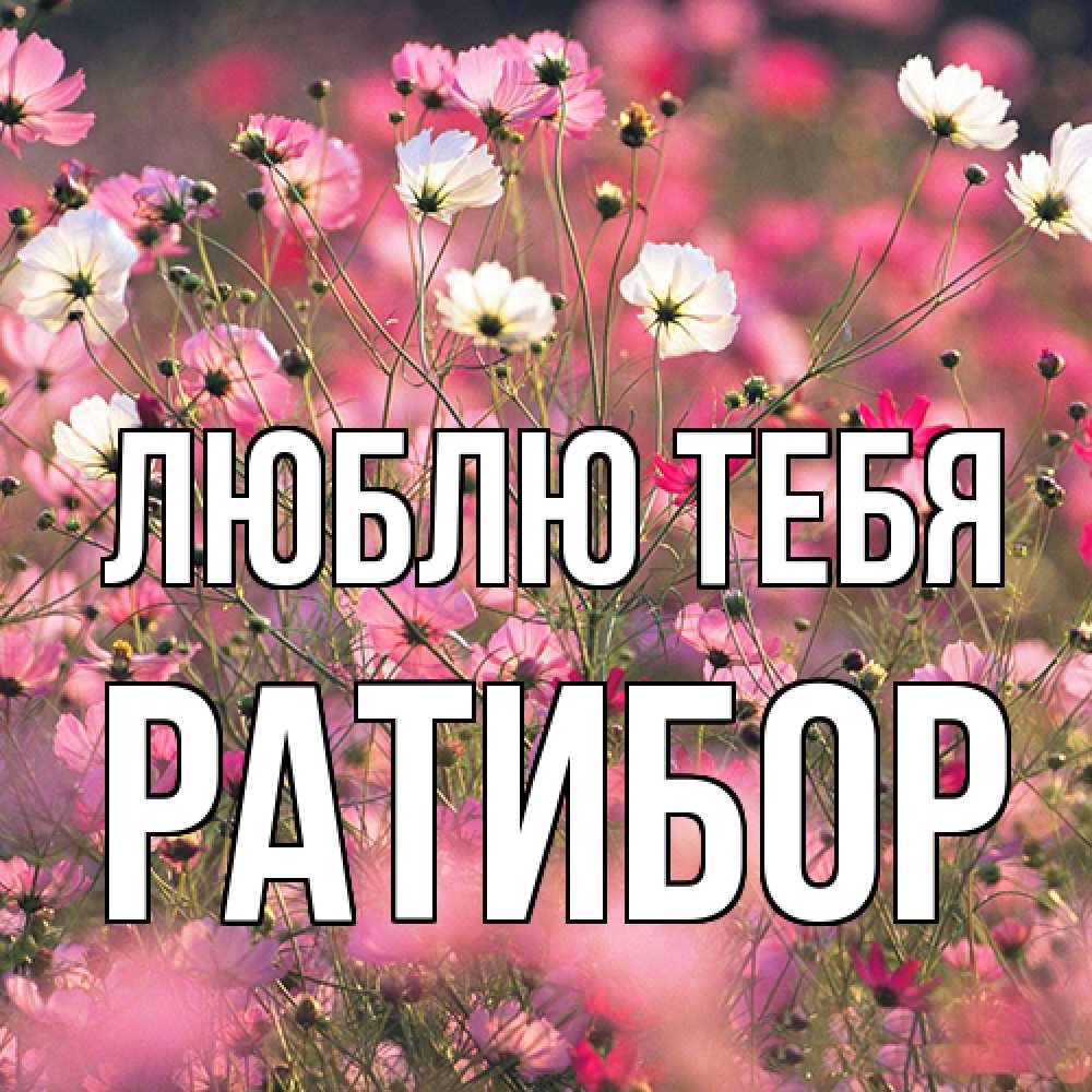 Открытка на каждый день с именем, Ратибор Люблю тебя красиво 1 Прикольная открытка с пожеланием онлайн скачать бесплатно 