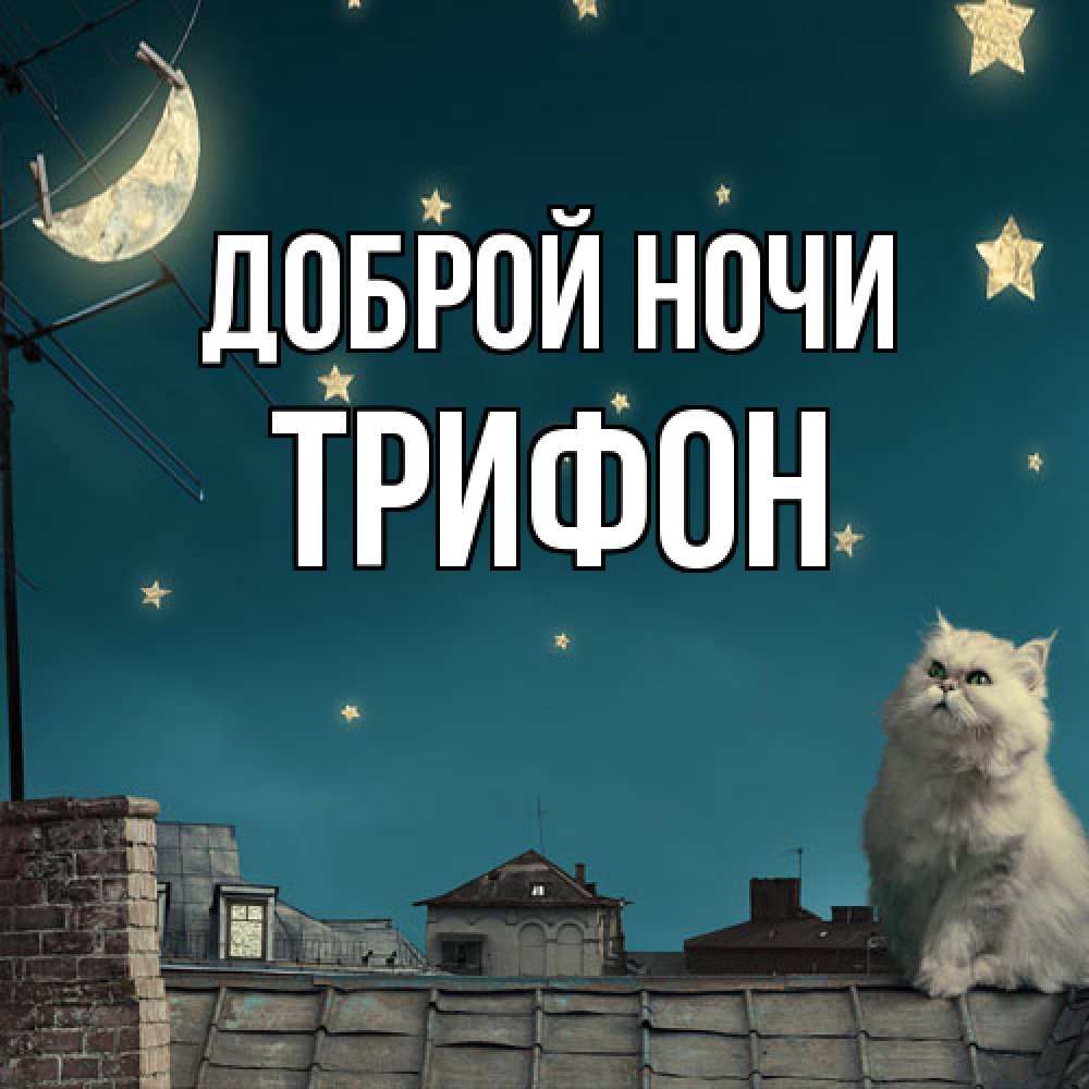 Открытка на каждый день с именем, Трифон Доброй ночи белый кот сидит на крыше Прикольная открытка с пожеланием онлайн скачать бесплатно 