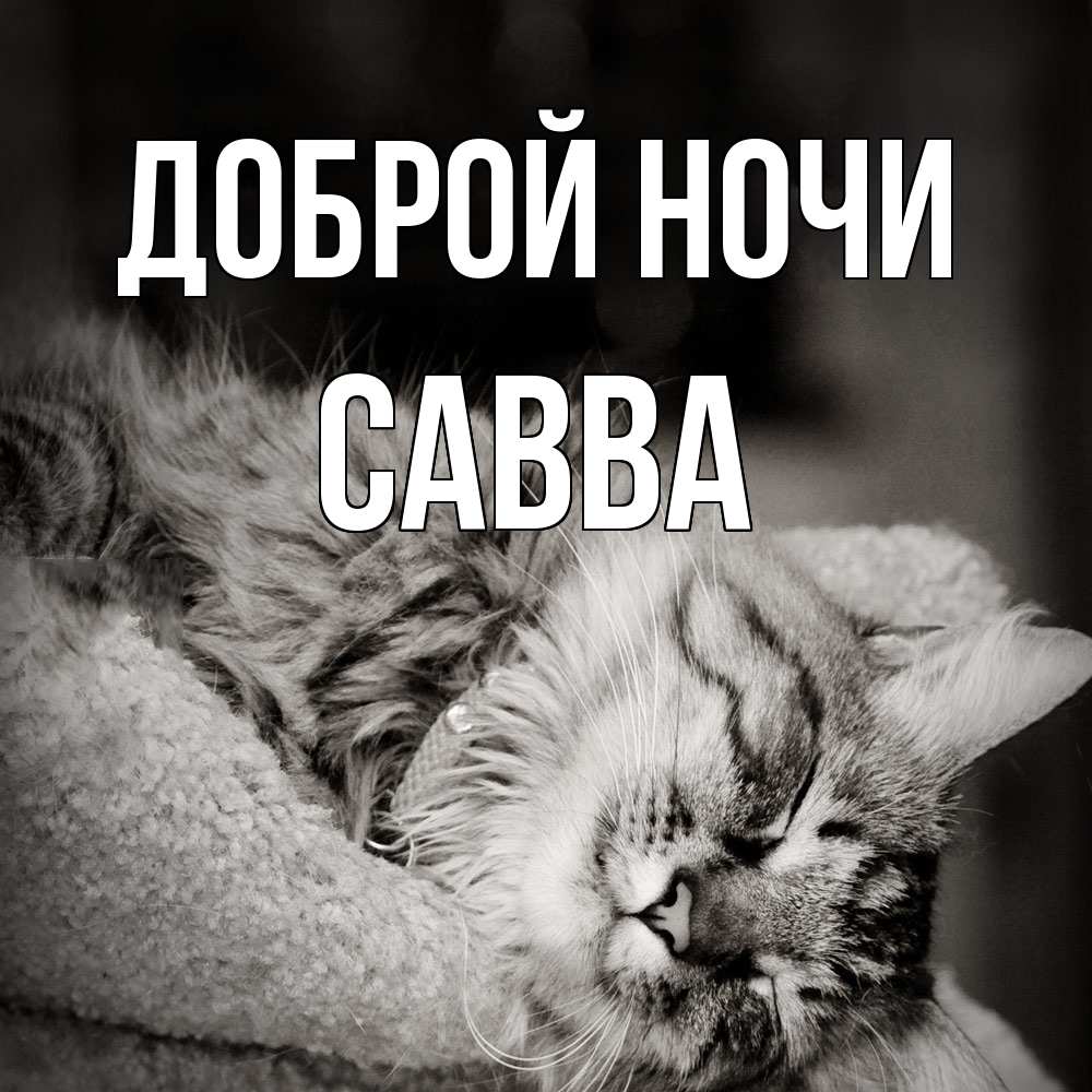 Открытка на каждый день с именем, Савва Доброй ночи котярик пушистый Прикольная открытка с пожеланием онлайн скачать бесплатно 