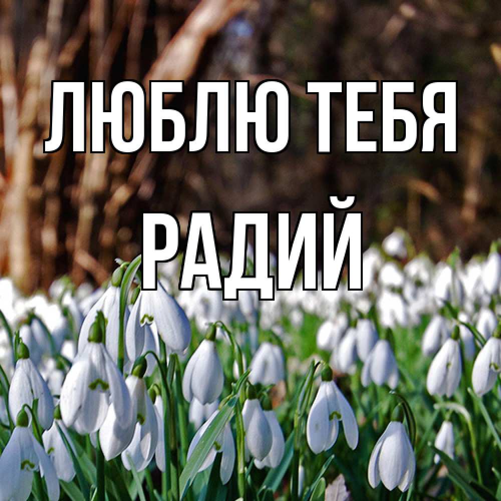 Открытка на каждый день с именем, Радий Люблю тебя с подснежниками 1 Прикольная открытка с пожеланием онлайн скачать бесплатно 