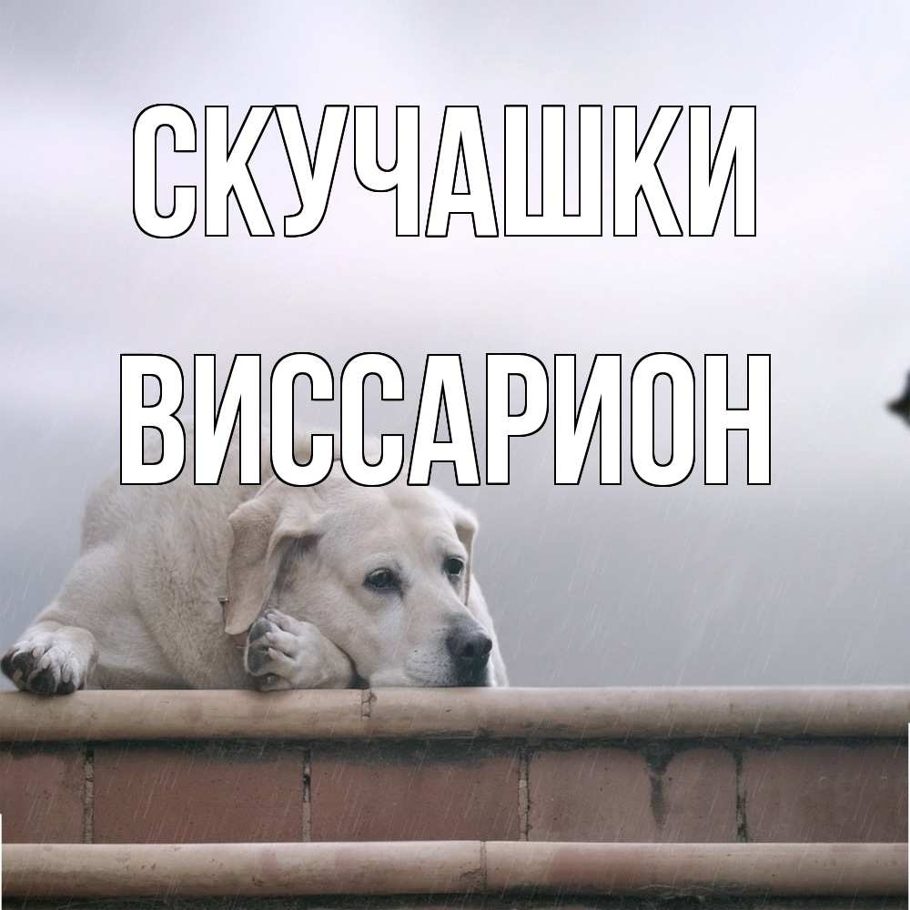 Открытка на каждый день с именем, Виссарион Скучашки ждет Прикольная открытка с пожеланием онлайн скачать бесплатно 